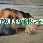 犬の爪切りの値段の相場はどのくらい?【動物病院とペットショップで、料金に違いある?】