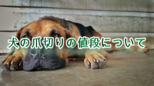 犬の爪切りの値段の相場はどのくらい?【動物病院とペットショップで、料金に違いある?】