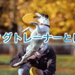 ドッグトレーナーとは【資格は必要?通信講座や専門学校の料金は?】