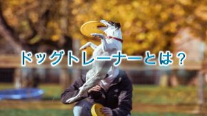ドッグトレーナーとは【資格は必要？通信講座や専門学校の料金は？】