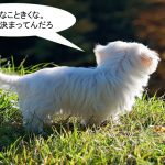 ミックス犬「チワマル」ってどんな小型犬?【値段や性格、特徴をまとめました!】