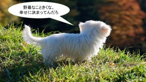 ミックス犬「チワマル」ってどんな小型犬?【値段や性格、特徴をまとめました!】