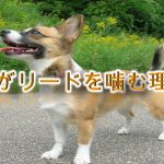 犬がリードを噛む理由【噛まないようにするしつけ方も解説!】