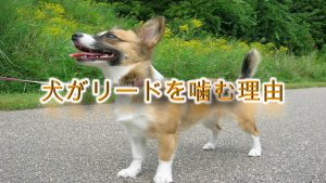 犬がリードを噛む理由【噛まないようにするしつけ方も解説!】