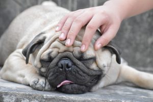 パグの特徴について
