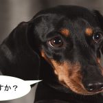 ミニチュアダックスフンドの性格について