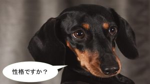 ミニチュアダックスフンドの性格について