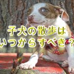子犬の散歩はいつからすべき?【初めて子犬を散歩に連れていく時期】