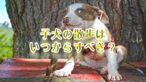 子犬の散歩はいつからすべき?【初めて子犬を散歩に連れていく時期】