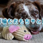 犬用噛むおもちゃとは?【丈夫で安全なおすすめ商品を複数紹介】