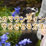 子犬のマウンティングをやめさせる方法【しつけ方だけでなく、ぬいぐるみやクッションにマウンティングする意味も解説】