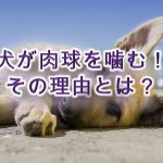 犬が自分の肉球や後ろ足、 前足や手などを噛む理由や意味について。