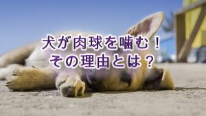 犬が自分の肉球や後ろ足、 前足や手などを噛む理由や意味について。