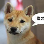 柴犬は性格が良い?悪い?愛嬌がある?警戒心が強い?恐れ知らず?鋭敏?【柴犬の性格について】