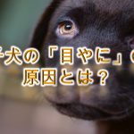 子犬の「目やに」の原因とは?【病気?目やにをとるのを嫌がる子犬への対策も紹介】