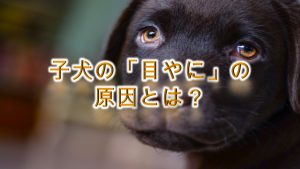 子犬の「目やに」の原因とは?【病気?目やにをとるのを嫌がる子犬への対策も紹介】