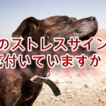 犬のストレスサインに気付いていますか?ストレスによる症状や行動を解説【下痢や嘔吐もストレスが原因かも!】
