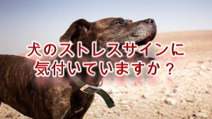 犬のストレスサインに気付いていますか?ストレスによる症状や行動を解説【下痢や嘔吐もストレスが原因かも!】