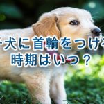 子犬に首輪をつける時期はいつ?