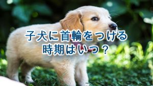 子犬に首輪をつける時期はいつ?