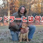 ハンドラーとは何か【犬の資格?ショーハンドラーについても解説】