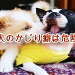 子犬のかじり癖は危険!【対処法やしつけ方、電気コード事故などの注意点について】