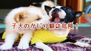 子犬のかじり癖は危険!【対処法やしつけ方、電気コード事故などの注意点について】