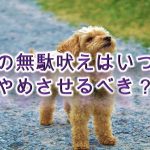 子犬の無駄吠えはいつからやめさせるべき?【無駄吠えを防止するためのしつけ方も紹介】