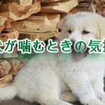 子犬が噛むときの気持ち(心理)【対処法も紹介】
