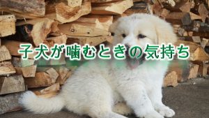 子犬が噛むときの気持ち(心理)【対処法も紹介】