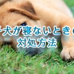 子犬が寝ないときの対処方法やしつけ方