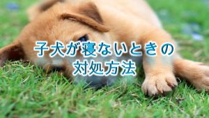 子犬が寝ないときの対処方法やしつけ方
