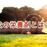 犬の栄養剤とは?【効果が期待できる栄養補給法も紹介!】
