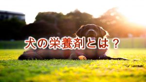 犬の栄養剤とは?【効果が期待できる栄養補給法も紹介!】