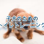 子犬のためのトイレトレーニング【しつけ方やコツも紹介】