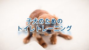 子犬のためのトイレトレーニング【しつけ方やコツも紹介】