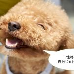 トイプードルの性格について