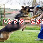 ペットシッターとは何か【料金の相場や仕事内容について】