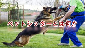 ペットシッターとは何か【料金の相場や仕事内容について】