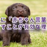 子犬に「赤ちゃん言葉」で話すことが有効な理由【コツも紹介】