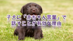 子犬に「赤ちゃん言葉」で話すことが有効な理由【コツも紹介】