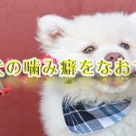 子犬の噛み癖をなおす!子犬が噛まなくなるしつけ方とは?