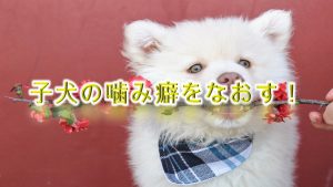 子犬の噛み癖をなおす!子犬が噛まなくなるしつけ方とは?