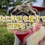 子犬に洋服を着せても問題ない?