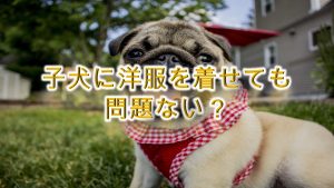 子犬に洋服を着せても問題ない?