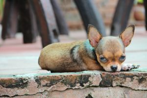 クゥーン と鳴く子犬の気持ち 子犬の鳴き声から気持ちがわかる 愛犬家が集まる Dogi