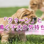 「クゥーン」と鳴く子犬の気持ち。【子犬の鳴き声から気持ちがわかる!】
