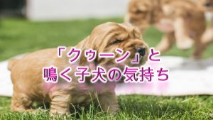 犬が人の手や腕を舐める理由 犬の気持ちを理解していますか 愛犬トトモ