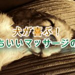 犬が喜ぶ!気持ちいいマッサージの仕方【ツボがある?犬が気持ちいいところはどこ?】