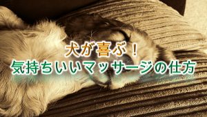 犬が喜ぶ!気持ちいいマッサージの仕方【ツボがある?犬が気持ちいいところはどこ?】